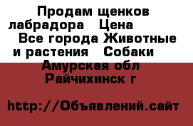 Продам щенков лабрадора › Цена ­ 20 000 - Все города Животные и растения » Собаки   . Амурская обл.,Райчихинск г.